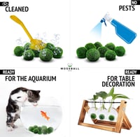 Mossball shop 21 db Marimo Moha Golyó Akvárium Növény Díszítő Vízi Növény Cladophora Aegagropila 1-2 cm Valódi Moha Labda 7