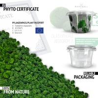 Mossball shop 21 db Marimo Moha Golyó Akvárium Növény Díszítő Vízi Növény Cladophora Aegagropila 1-2 cm Valódi Moha Labda 5