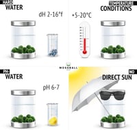 Mossball shop 21 db Marimo Moha Golyó Akvárium Növény Díszítő Vízi Növény Cladophora Aegagropila 1-2 cm Valódi Moha Labda 6