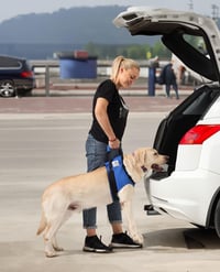 Nature Pet orma za nošenje pasa s prednjim prihvatom – veličina S, crna – za starije, bolesne ili operirane pse, za stepenice i hodanje 8
