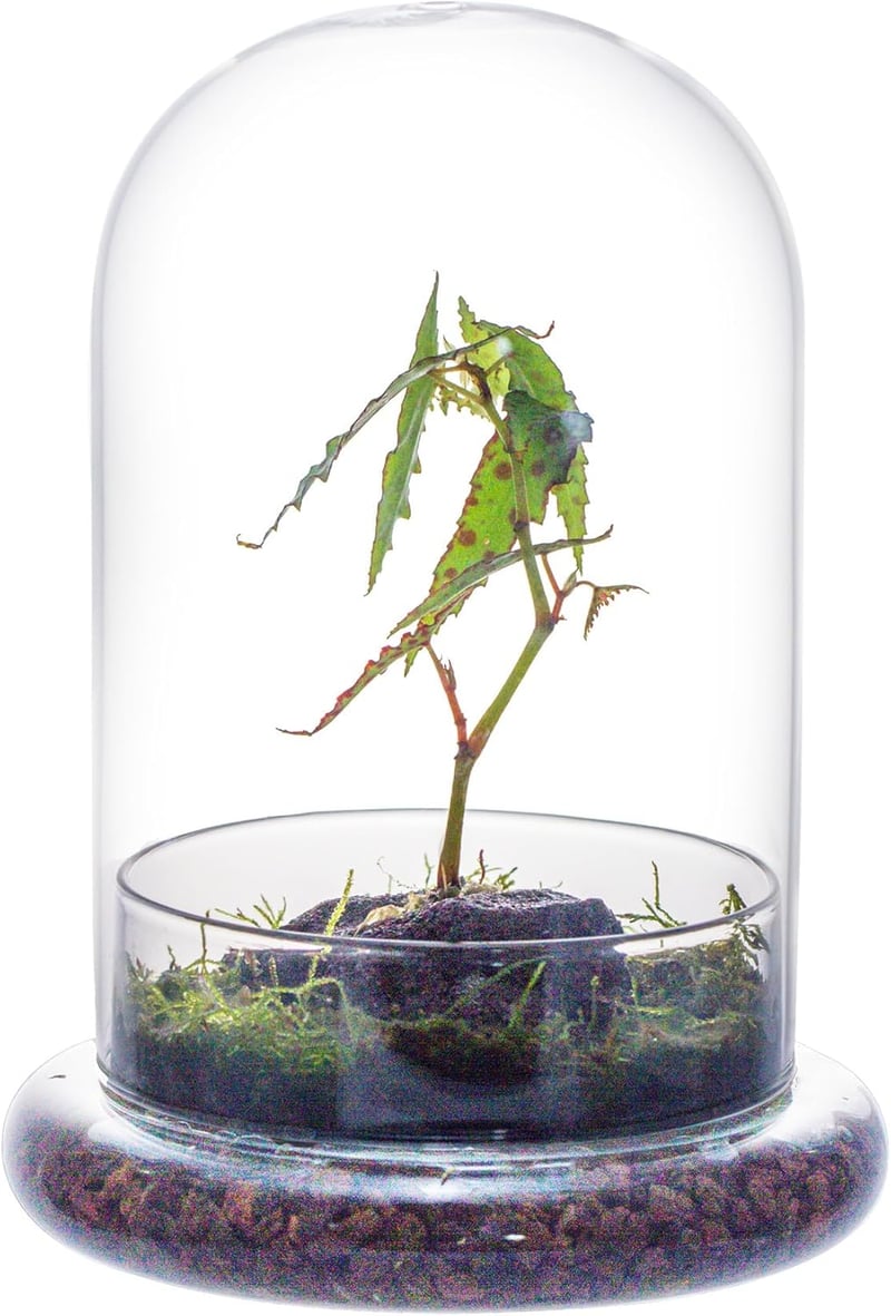 NCYP Üvegharang Dekoratív Búra 15x21cm Virághoz Terrárium Tárolóedény