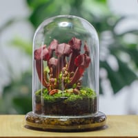 NCYP Üvegharang Dekoratív Búra 15x21cm Virághoz Terrárium Tárolóedény 2