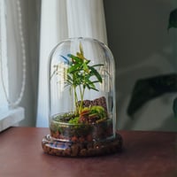 NCYP Üvegharang Dekoratív Búra 15x21cm Virághoz Terrárium Tárolóedény 6
