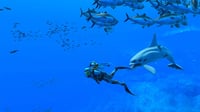Joc Nintendo Endless Ocean Luminous pentru Nintendo Switch 2