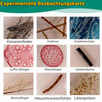 Set de 60 de lamele de microscop cu mostre de animale și plante pentru copii Ninyoon 6