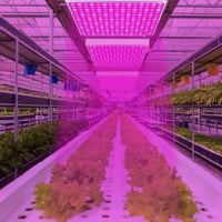 Lampă LED pentru plante Ollewiellan cu 225 LED-uri, iluminare cu spectru complet, 4050LM, 45W, pentru plante de interior, legume, flori, răsaduri și sere 7
