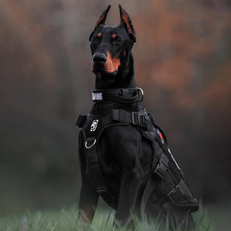 OneTigris X Destroyer taktikai kutyahám 3 fogantyúval, fém csatokkal, közepes-nagy kutyáknak - S:8-15kg(Hals:36-51cm, Brust:51-69cm), black