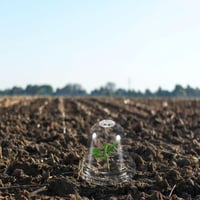 PATIKIL 10,5 cm kerti harangok, 10 db átlátszó növényvédő kupak 5