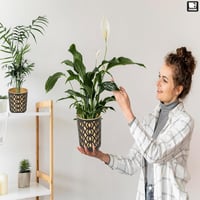 PECZEKO Dekoratív Virágcserép Szett 2db Matt Fekete/Arany 19cm Átmérő 4