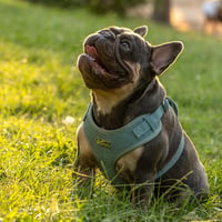 Pet Peterson Állítható Kutyahám Kicsi Kutyáknak 3 Részes Szett Menta XS 2