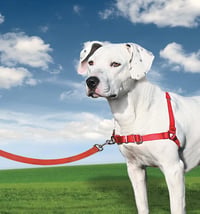 Postroj pre psov PetSafe Easy Walk s 1,8 m vodítkom, veľkosť Large, červený – pohodlný, ľahko nasaditeľný postroj proti ťahaniu pre psov 7