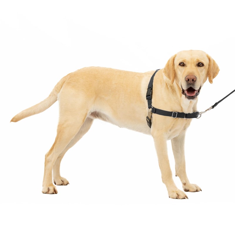 Postroj pre psov PetSafe Easy Walk s 1,8 m vodítkom – veľkosť L, čierny
