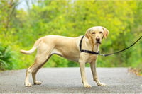 PetSafe Easy Walk Kutyahám 1,8m Pórázzal - Kényelmes Húzásgátló 8