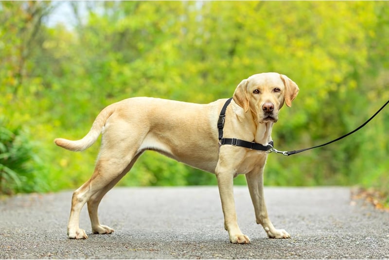 PetSafe Easy Walk Kutyahám 1,8m Pórázzal - Kényelmes Húzásgátló