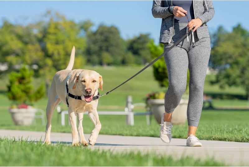 PetSafe Easy Walk kutyahám, nagy méret, piros - húzás elleni kiképzési hám