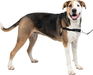 PetSafe Easy Walk orma protiv povlačenja za pse - veličina L, crvena