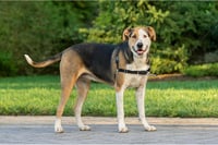 PetSafe Easy Walk kutyahám, nagy méret, piros - húzás elleni kiképzési hám 7