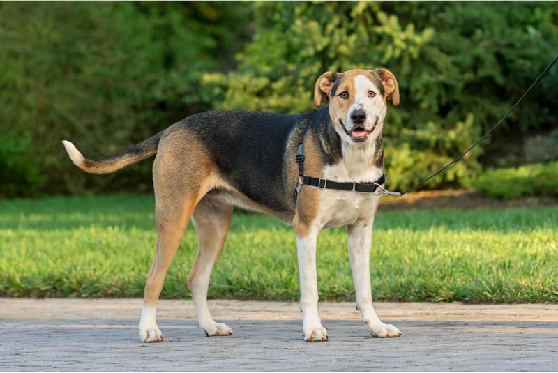 PetSafe Easy Walk kutyahám, nagy méret, piros - húzás elleni kiképzési hám