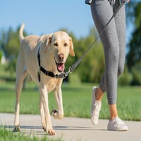 Postroj pre psa PetSafe Easy Walk s vôdzkou, veľkosť Medium, čierny – pohodlný, ľahko nasaditeľný, proti ťahaniu 8