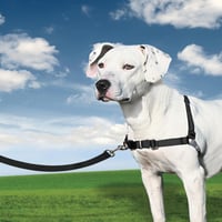 Postroj pre psa PetSafe Easy Walk s vôdzkou, veľkosť Medium, čierny – pohodlný, ľahko nasaditeľný, proti ťahaniu 7
