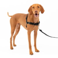 Postroj pre psa PetSafe Easy Walk s vôdzkou, veľkosť Medium, čierny – pohodlný, ľahko nasaditeľný, proti ťahaniu 3