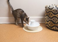 PetSafe Kerámia Macska Kutya Ivófontána 2L Duál Szűrő Rendszer Mosogatógépben Mosható 2