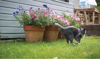 PetSafe Staywell Luxus mágneses macskaajtó fehér 2