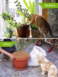 Photener Kókuszrost Növényvédő Takaró - 60 cm Kerek, 4 db-os Csomag, Téli Fagyvédelem, Gyommentesítő, Természetes Anyagból

AI: I've created 5