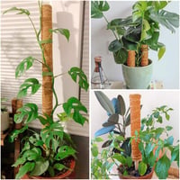 POXIAOER Moss Pole 40cm Kúszónövény Támasz 3db Monstera Kokosztüskés Rúd 6