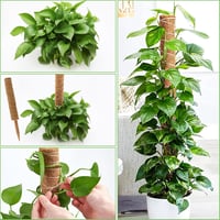 POXIAOER Moss Pole 40cm Kúszónövény Támasz 3db Monstera Kokosztüskés Rúd 4