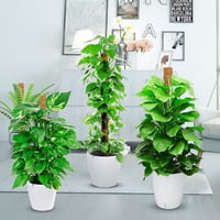 POXIAOER Moss Pole 40cm Kúszónövény Támasz 3db Monstera Kokosztüskés Rúd 5