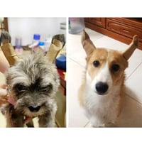 Pssopp Plasture pentru Corecția Urechilor la Câini, Dispozitiv de Susținere și Fixare pentru Urechi de Doberman, Suport Vertical (#3) 9