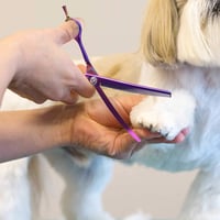 PURPLEBIRD 7 Inch Ívelt Kutyafotó Szőrnyírő Olló Tompahegyű Macskavágó Professzionális Ápolás Rozsdamentes Acél 7