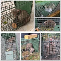 QianRuiDa 80cm Élőcsapda Kétajtós Állat Csapda Menyét Rókavadászat Egércsapda 2