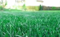 R&R Poa pratensis pázsitfűmag önmegújuló és ellenálló gyephez 500 g 20 m2 3