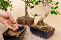 R&R SHOP japanska Akadama zemlja za bonsai, granulacija 2-5 mm - 1 L 2