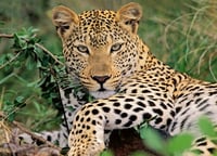 Ravensburger VIO a Leopard 100 XXL dielikové puzzle pre deti od 6 rokov - 13345 Skladačka 2