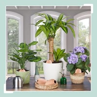Relaxdays Hlinené zavlažovacie kužele, súprava 6 ks, 170 ml, zavlažovacia pomôcka pre izbové rastliny a balkónové debničky, terakota 5