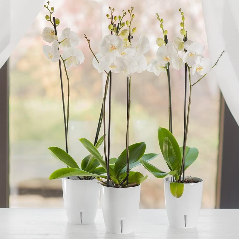 Santino Orchidea Cserép 15cm Öntözőrendszer Vízjelzővel Antracit 2L - 2L, Anthracite