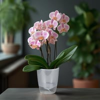 Santino Orchidea Cserép 12cm Önöntöző Rendszerrel Vízszintjelzővel 1,3L - 1,3l, Transparent 4