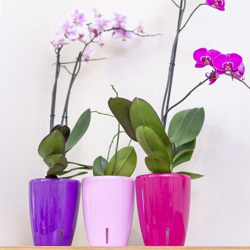 Santino Orchidea Cserép 15cm Öntözőrendszer Vízjelzővel Antracit 2L - 2L, Anthracite