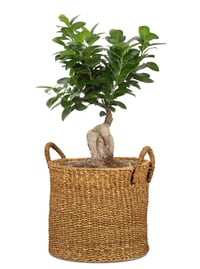 Kvetináč Scheurich Seagrass 27 z morskej trávy s úchytkami, farba Nut, priemer 28 cm, výška 24 cm, objem 13,1 litra 2