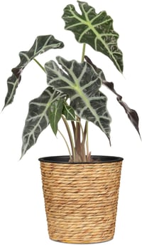 Scheurich Vízihyacinta Kosaras Virágcserép 26 cm Természetes Szín - 26, Nature 2