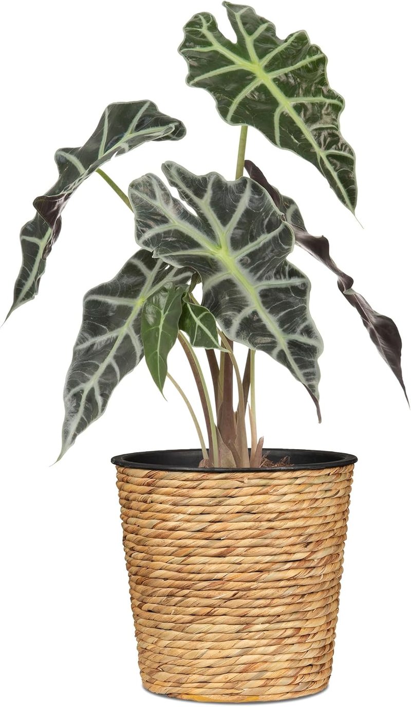 Scheurich Vízihyacinta Kosaras Virágcserép 26 cm Természetes Szín - 26, Nature