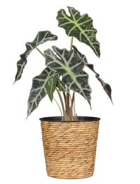 Kvetináč s obalom Scheurich Water Hyacinth 26 - prírodný - 26 cm 2