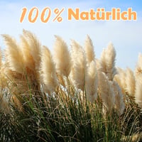 Iarbă de Pampas SHOKAN Mare 100 cm, 10 Fire, Flori Uscate XXL, Decor Pufos Natural, Stil Boho, pentru Sufragerie, Dormitor, Nuntă 4