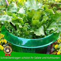 SMUJU 20 db Csigavédő Gyűrű 24 cm Zöld - Növényvédelem Salátához és Káposztához - Schneckenkragen, Pack of 20 4