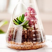 SUCK UK Kémia Terrarium Készlet - Üveg Növénytartó Szett 4