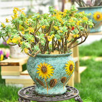 Sungmor Kézzel Festett Szukkulenta Cserép 23cm Kerámia Virágcserép Dekoratív Váza - Blue and Daisies (Diameter : 9" & H:8" 3