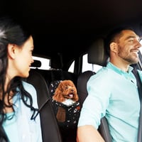Husă auto impermeabilă pentru câini SWIHELP și geantă de transport pentru animale de companie, pentru câini, pentru mașină 6